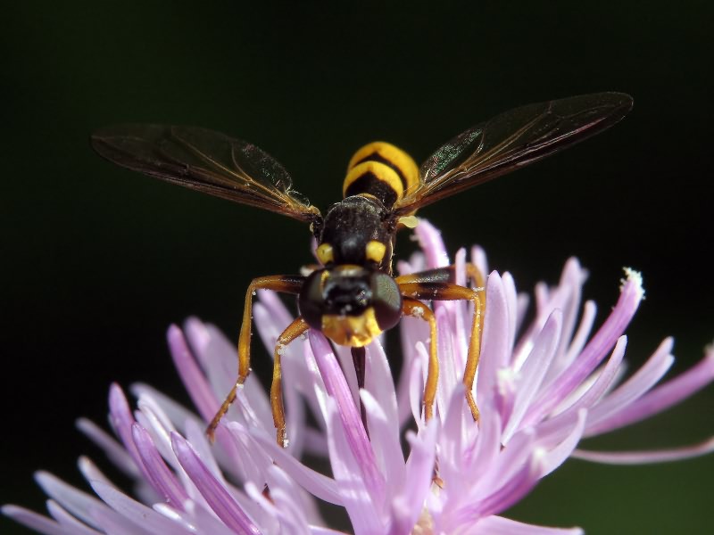 Conops quadrifasciatus